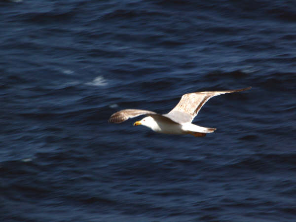 Larus michaellis